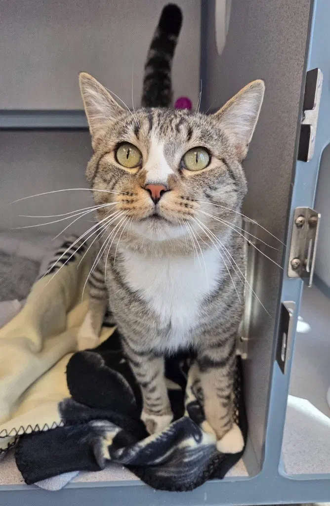 Buoy, a young male cat up for adoption