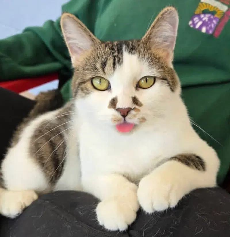 Libby Lu, a young female cat up for adoption