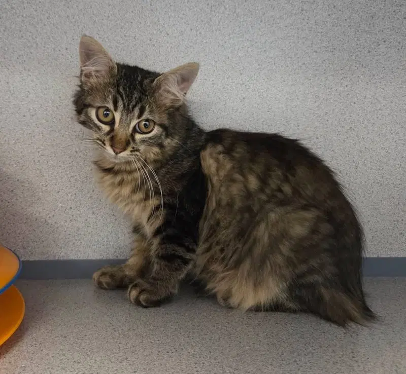 Funfetti, a female kitten up for adoption