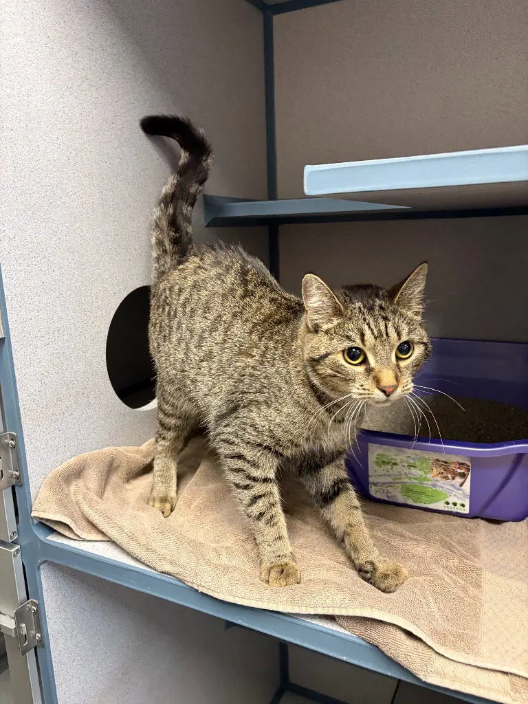 Paula Red, a young female cat up for adoption