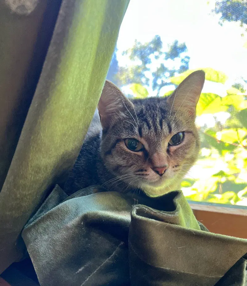 Piper, photo 4