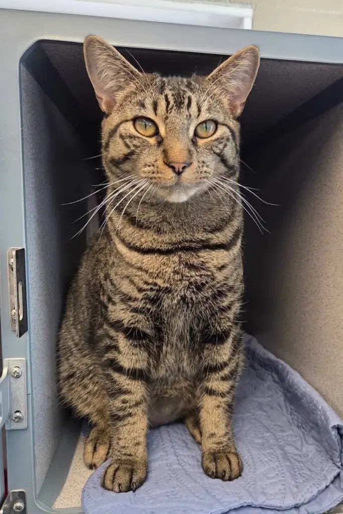 Little Boy, a young male cat up for adoption
