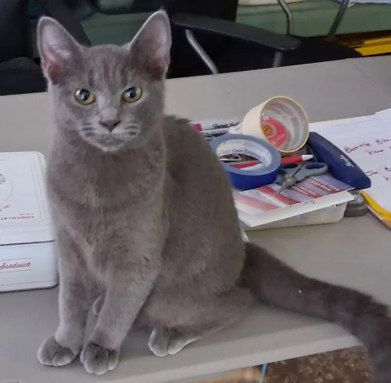 Smokey, a male kitten up for adoption