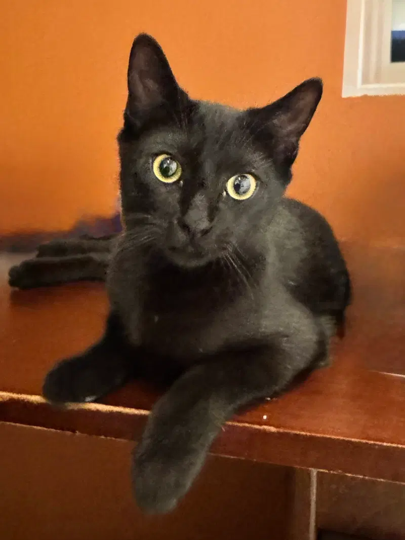 Berlioz, a young male cat up for adoption