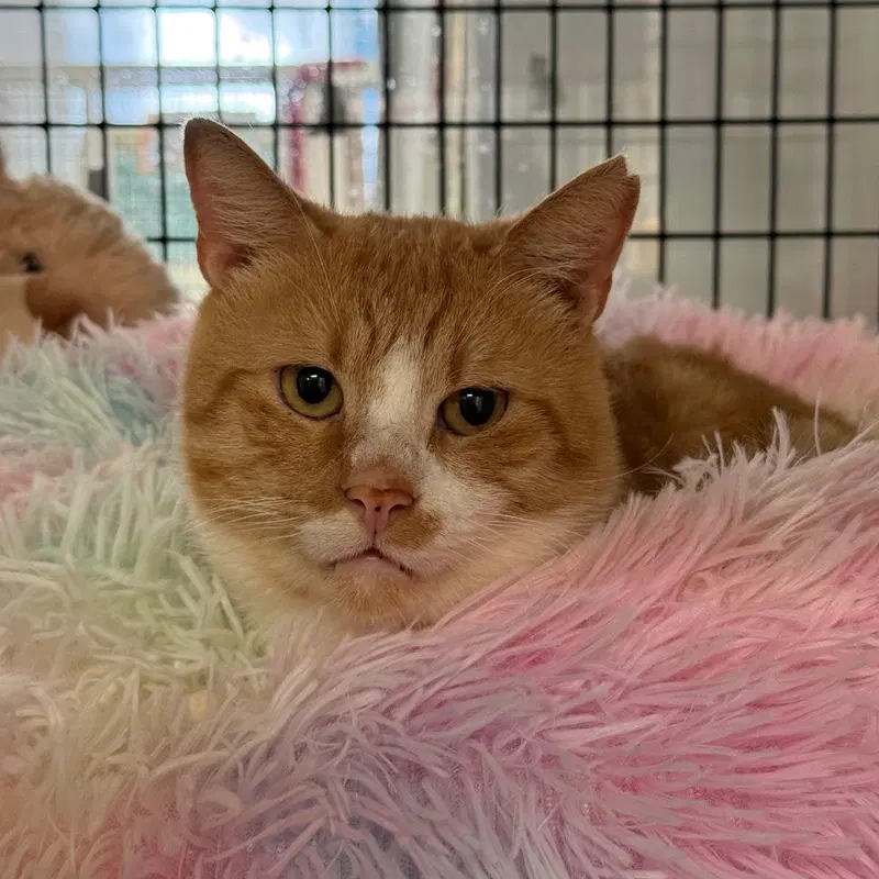 Byron, an adult male cat up for adoption