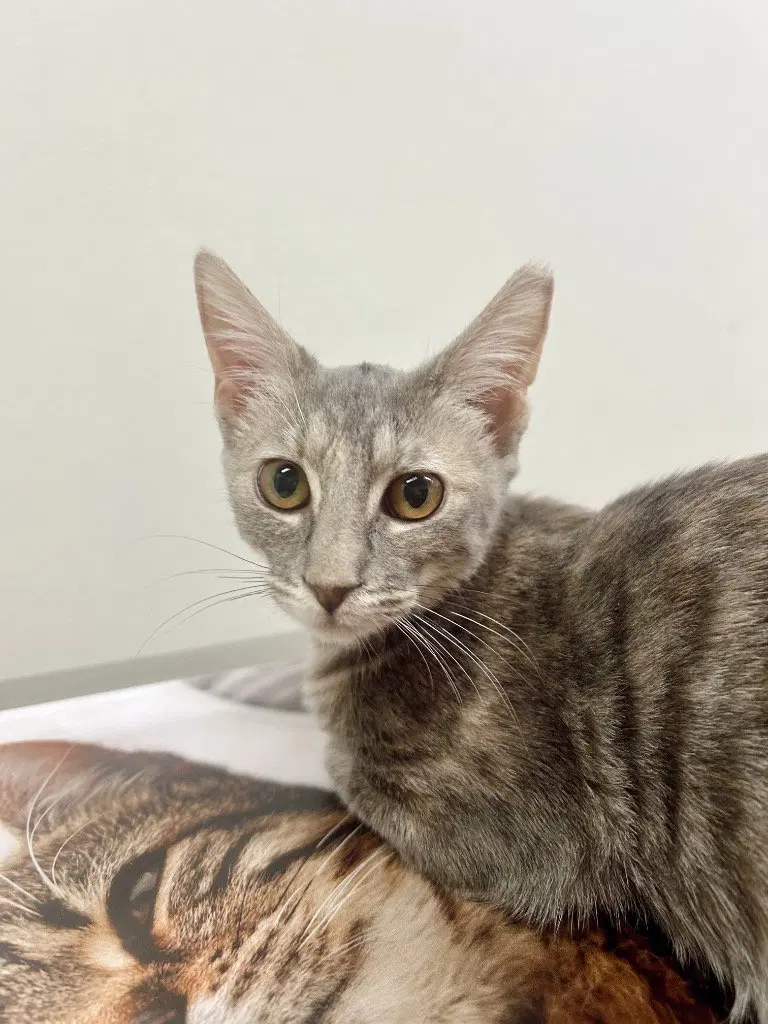 Gabby, a female kitten up for adoption