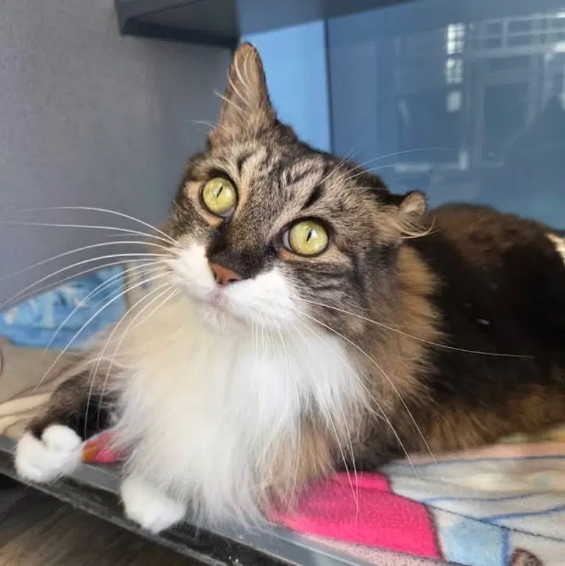 Irish Cream, an adult female cat up for adoption