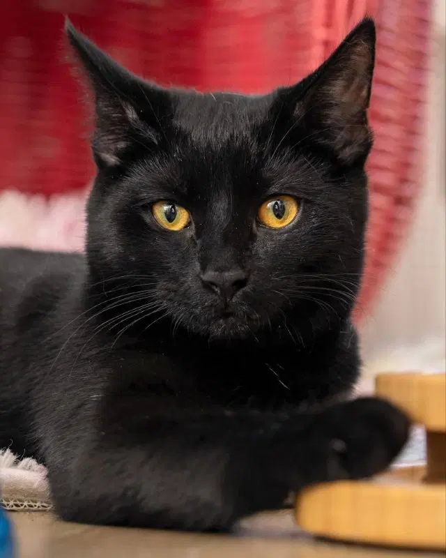 Meeny, a female Bombay cat up for adoption