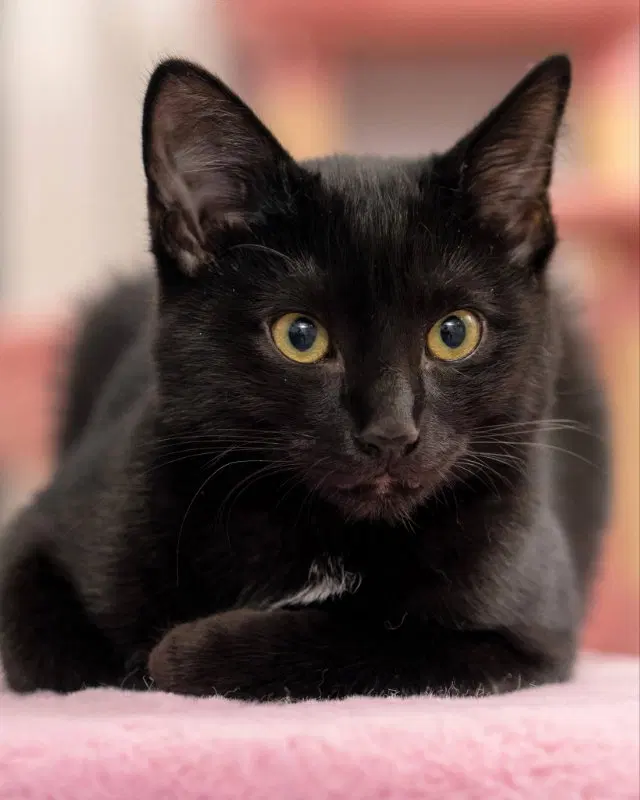 Miney, a female Bombay cat up for adoption