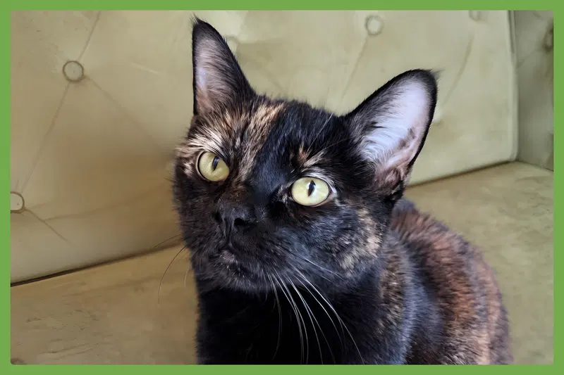 Storm, a senior female cat up for adoption