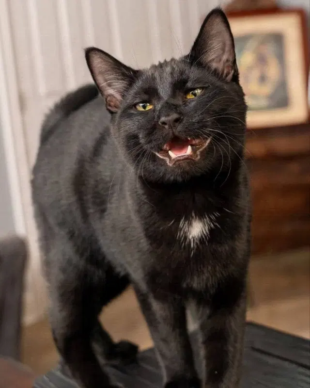 Eenie, a male Bombay cat up for adoption