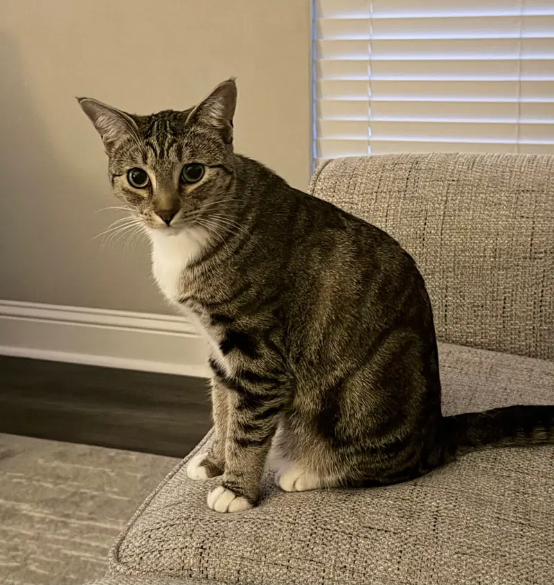 Crowley, a young female cat up for adoption