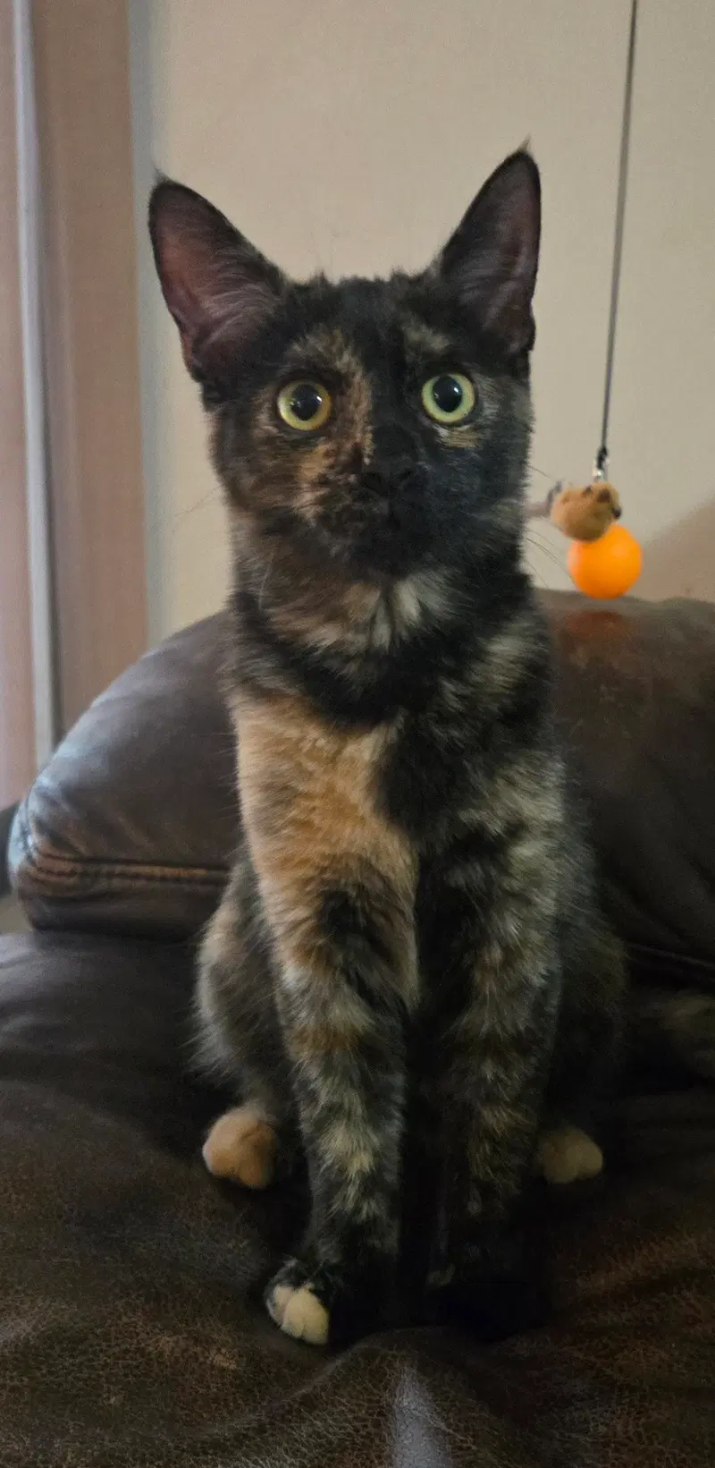 Addison, a female Tortoiseshell kitten up for adoption