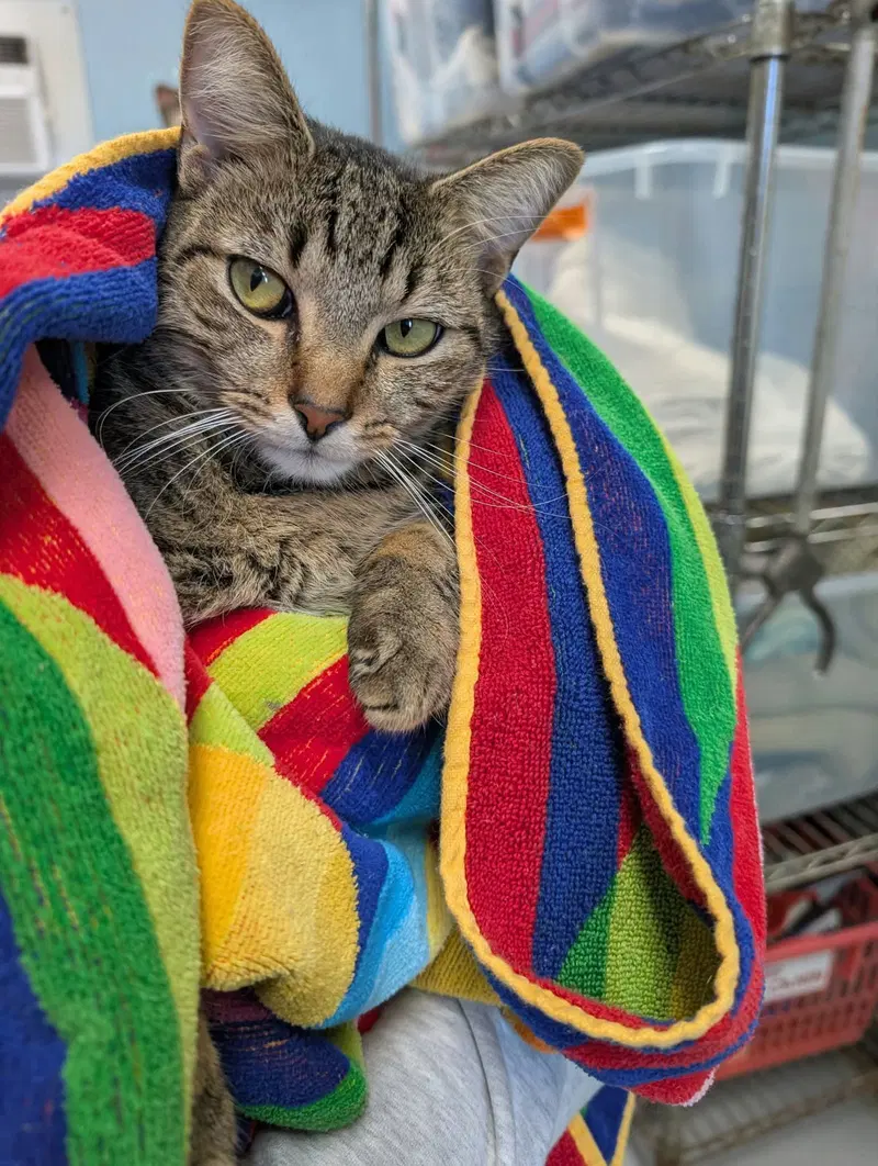 Fish, an adult male cat up for adoption