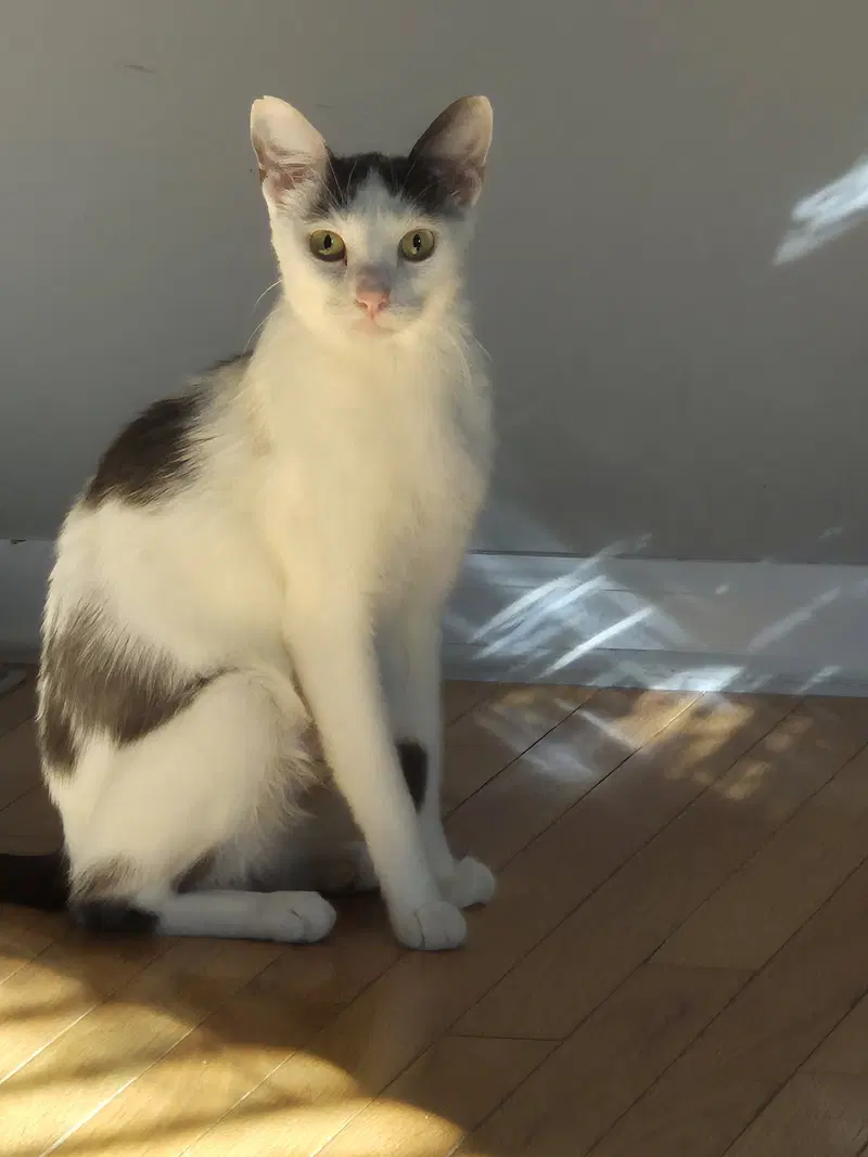 Dairy Queen, an adult female cat up for adoption