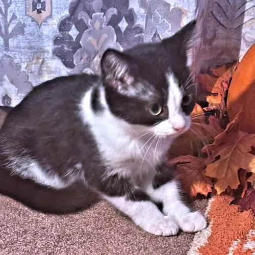 Baby, a female kitten up for adoption