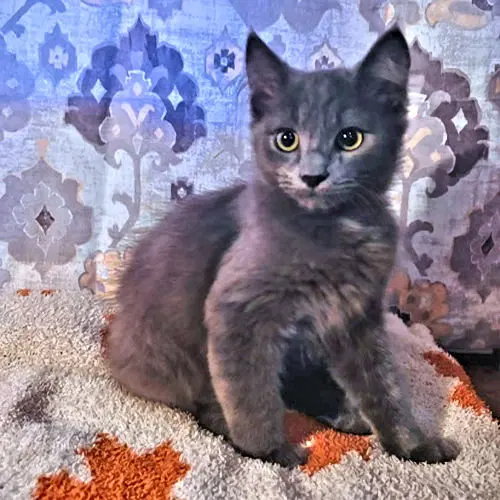 Johnny, a male kitten up for adoption