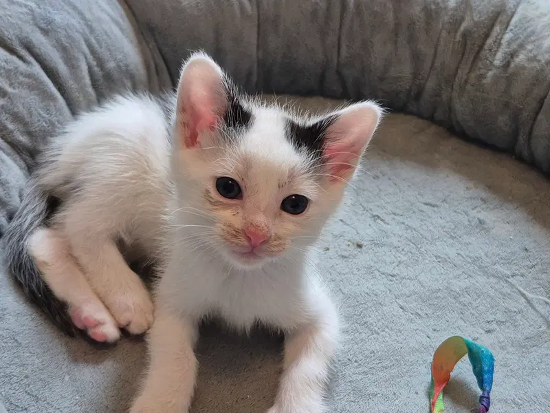 Hank & Mac, male kittens up for adoption