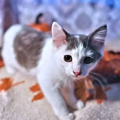 Patrick, a male kitten up for adoption