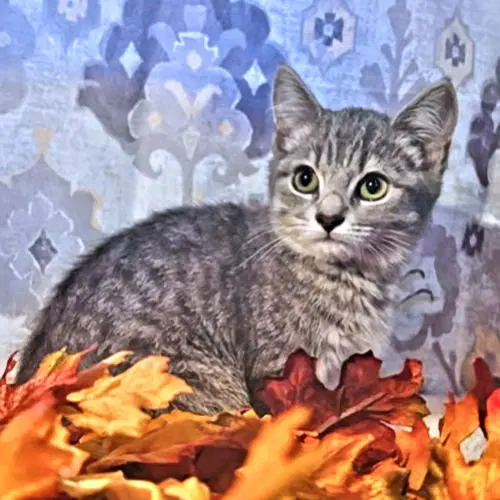 Penny, a female Tabby kitten up for adoption