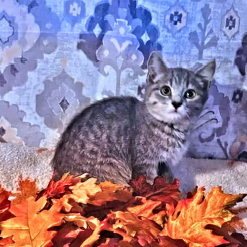 Penny, photo 2