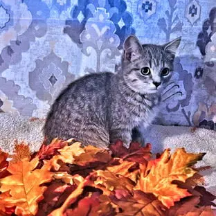 Penny, photo 3