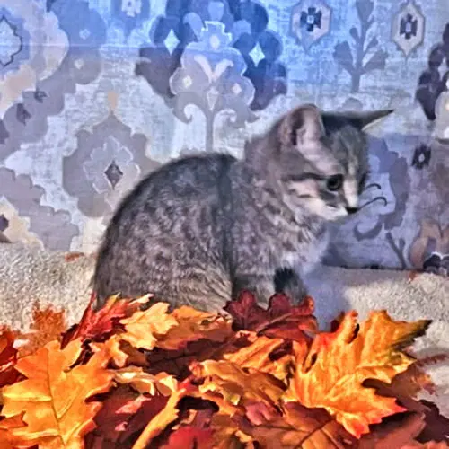 Penny, photo 4