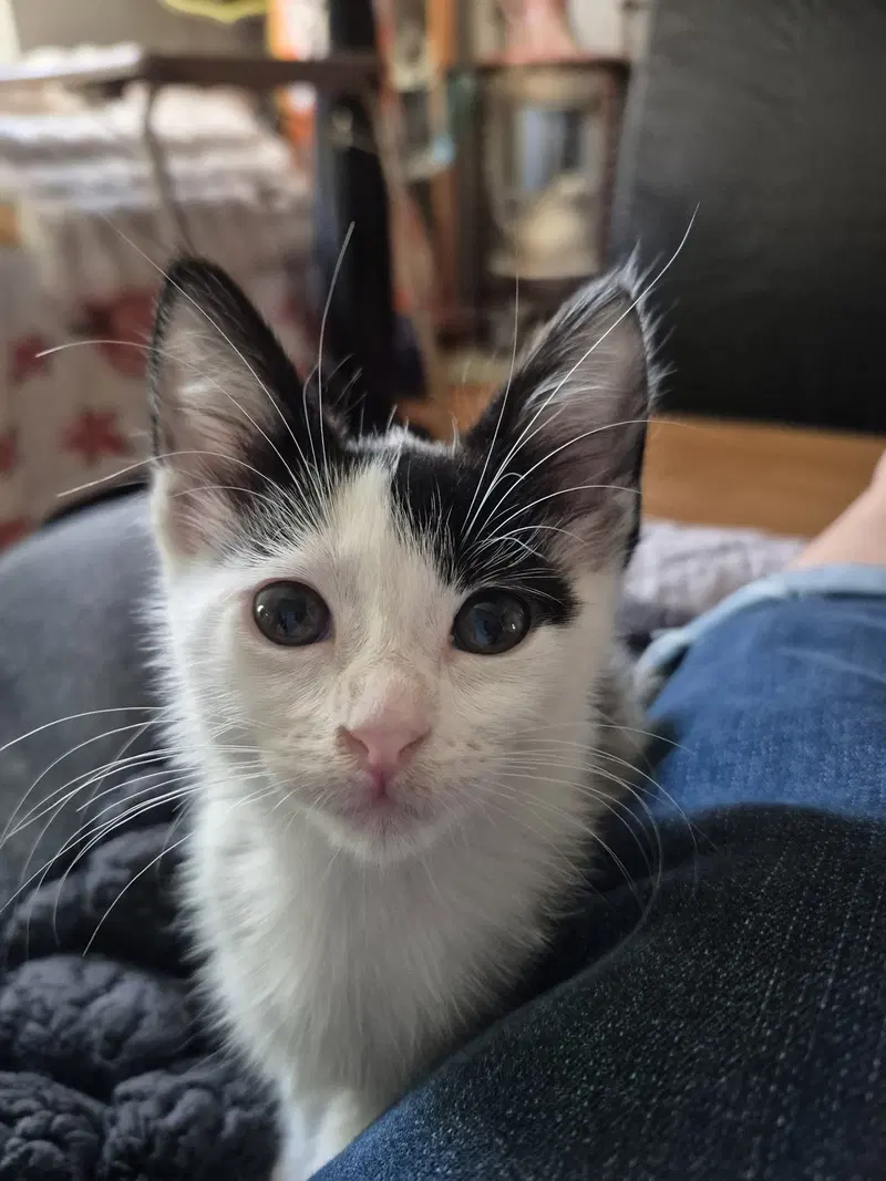 Agnes & Rosie, female kittens up for adoption