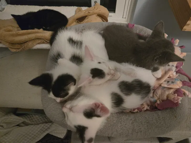 Agnes & Rosie, photo 2