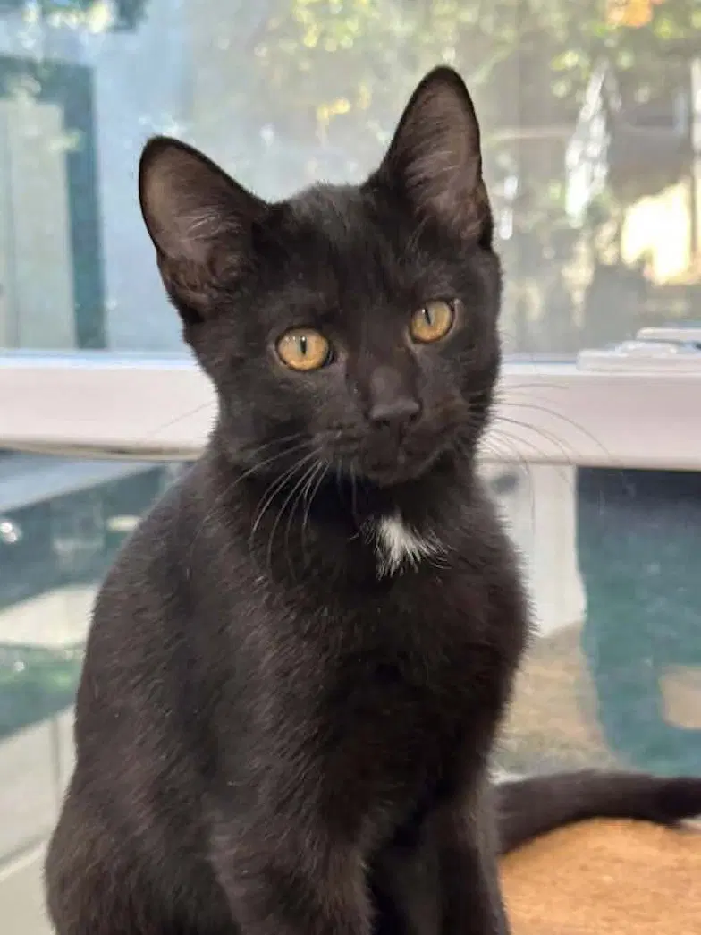 Wash, a male kitten up for adoption