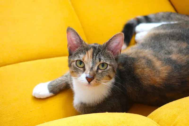 Cookie, a young female cat up for adoption