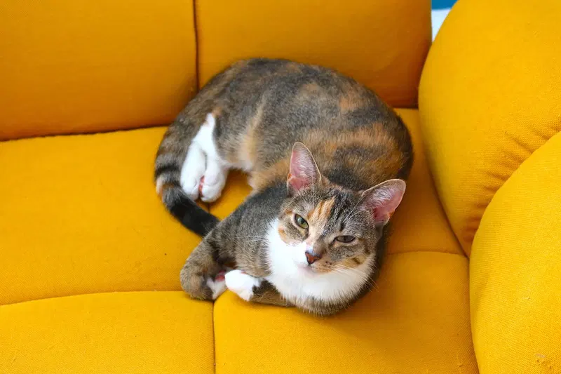 Cookie, photo 3