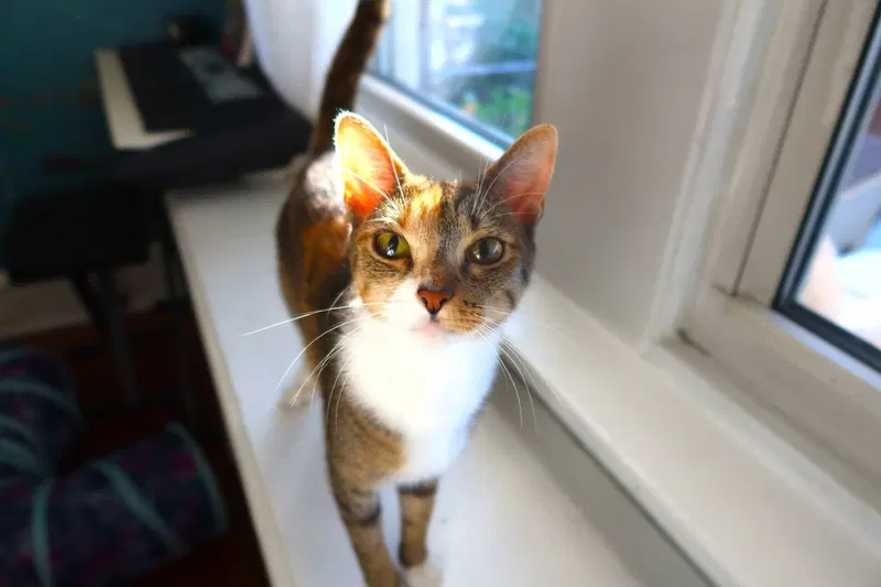 Cookie, photo 4