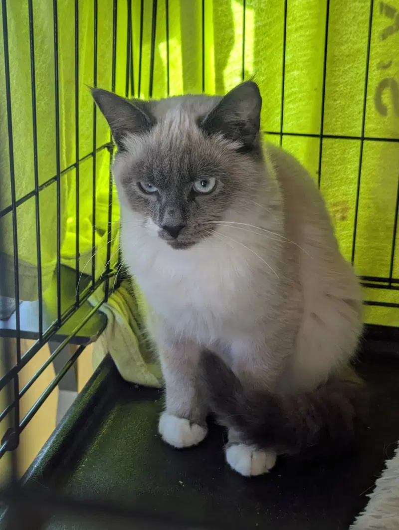 Pally Boy, a male Siamese kitten up for adoption