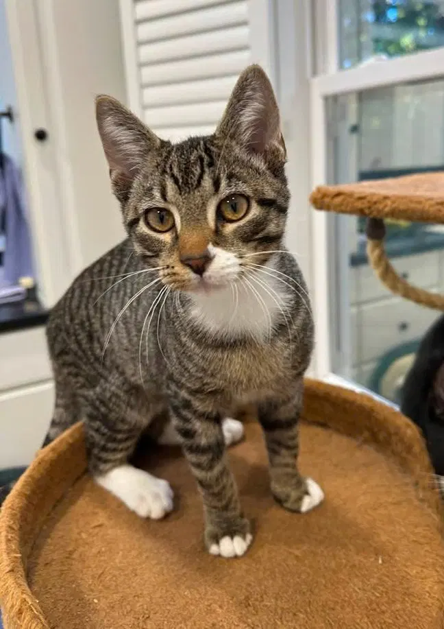 Marsh, a male kitten up for adoption