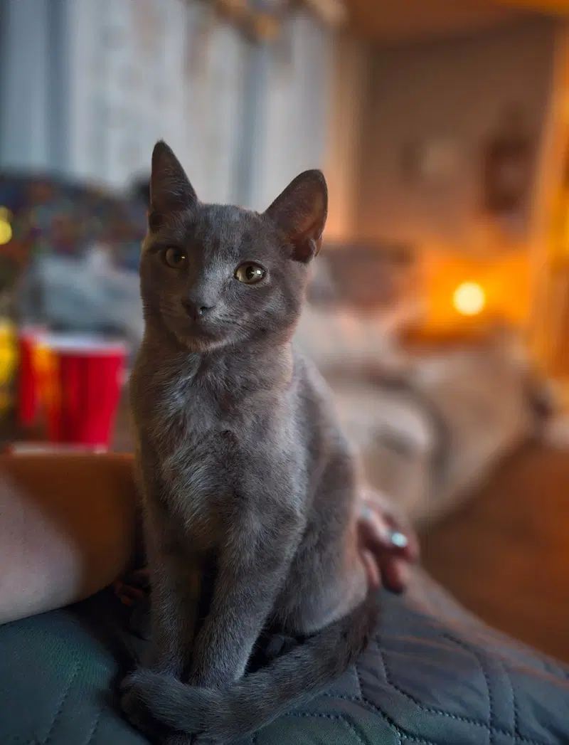 Hefty Smurf, a male kitten up for adoption
