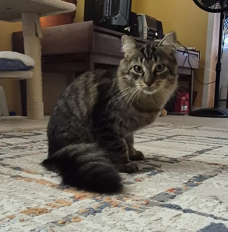 C332 Litter Seven, a young male cat up for adoption
