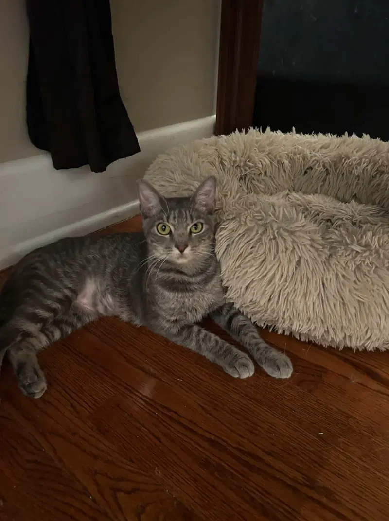 Solana, a young female Tabby cat up for adoption