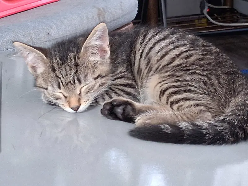 Pip, a female kitten up for adoption