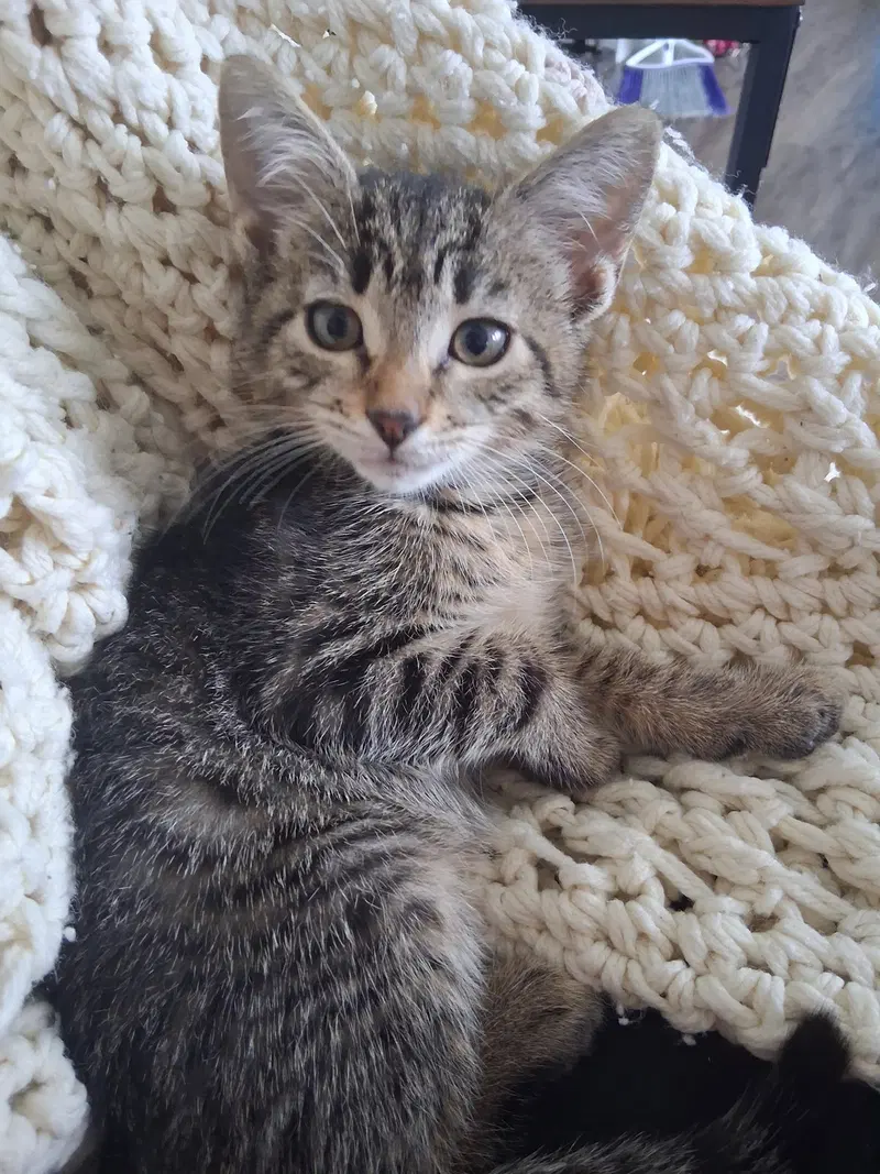 Pip, photo 2
