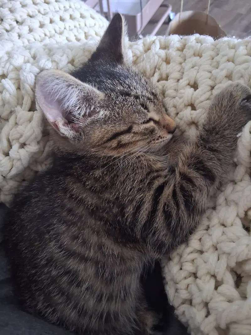 Pip, photo 4