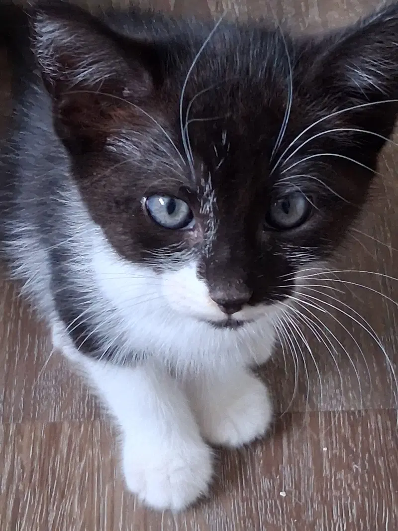 Bandito, a female kitten up for adoption
