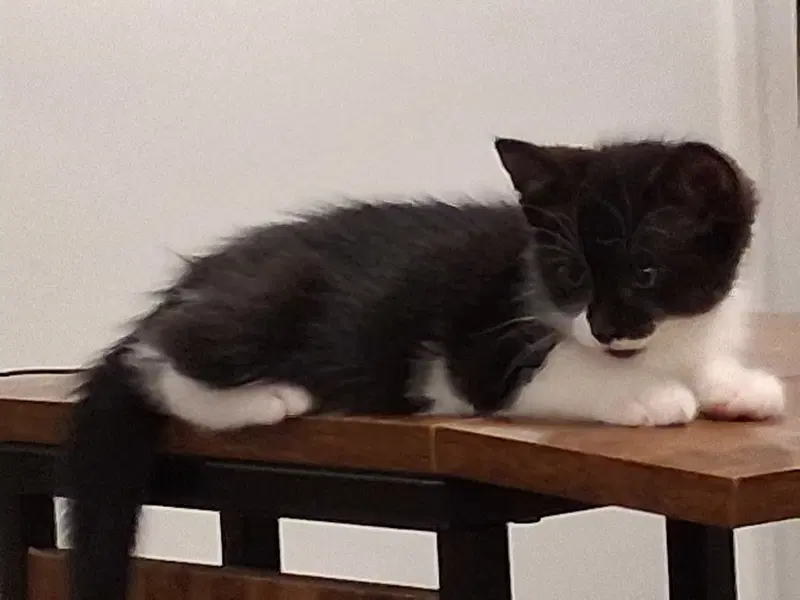 Bandito, photo 2