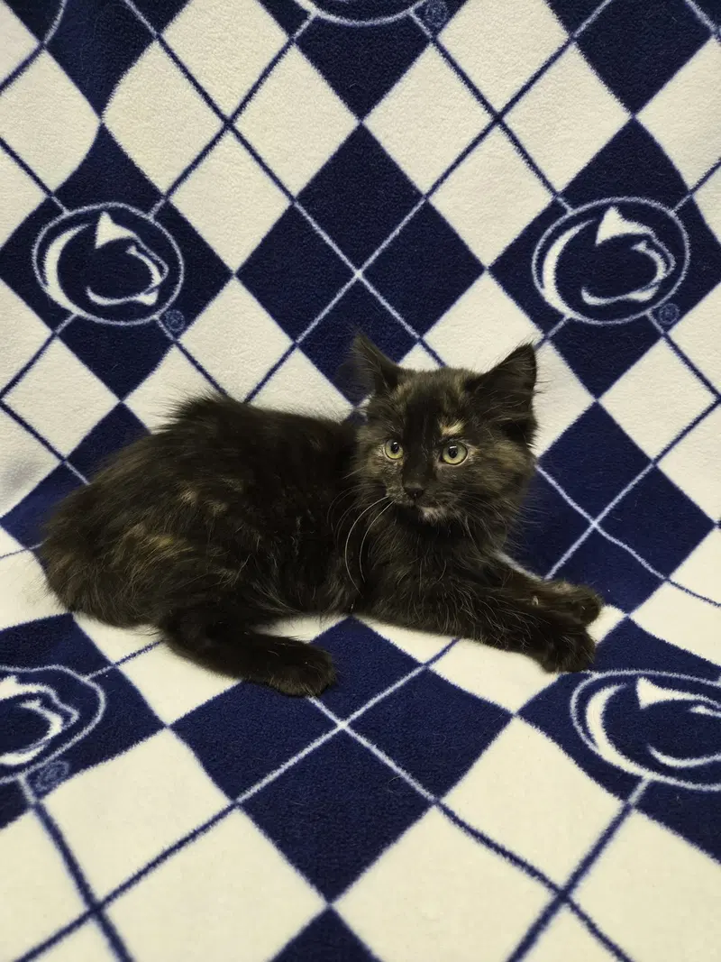 Pearl, a female kitten up for adoption