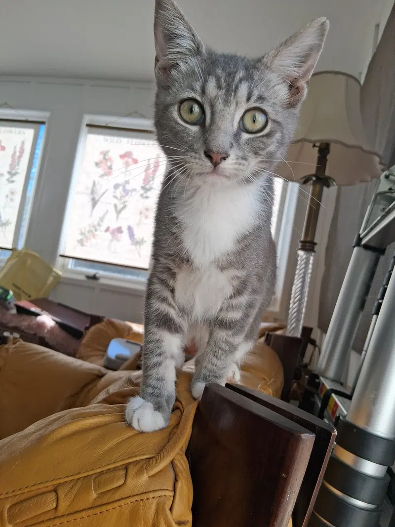 Sharpie, a male kitten up for adoption