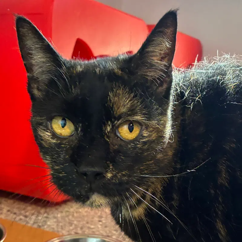 Muffin, an adult female cat up for adoption