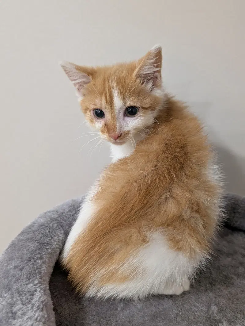 Kitten Shrimp, a young male Tabby cat up for adoption