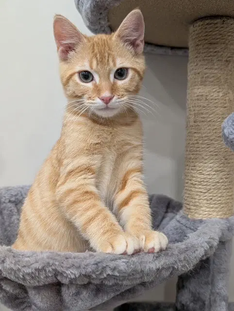 Kitten Shrimp, photo 2