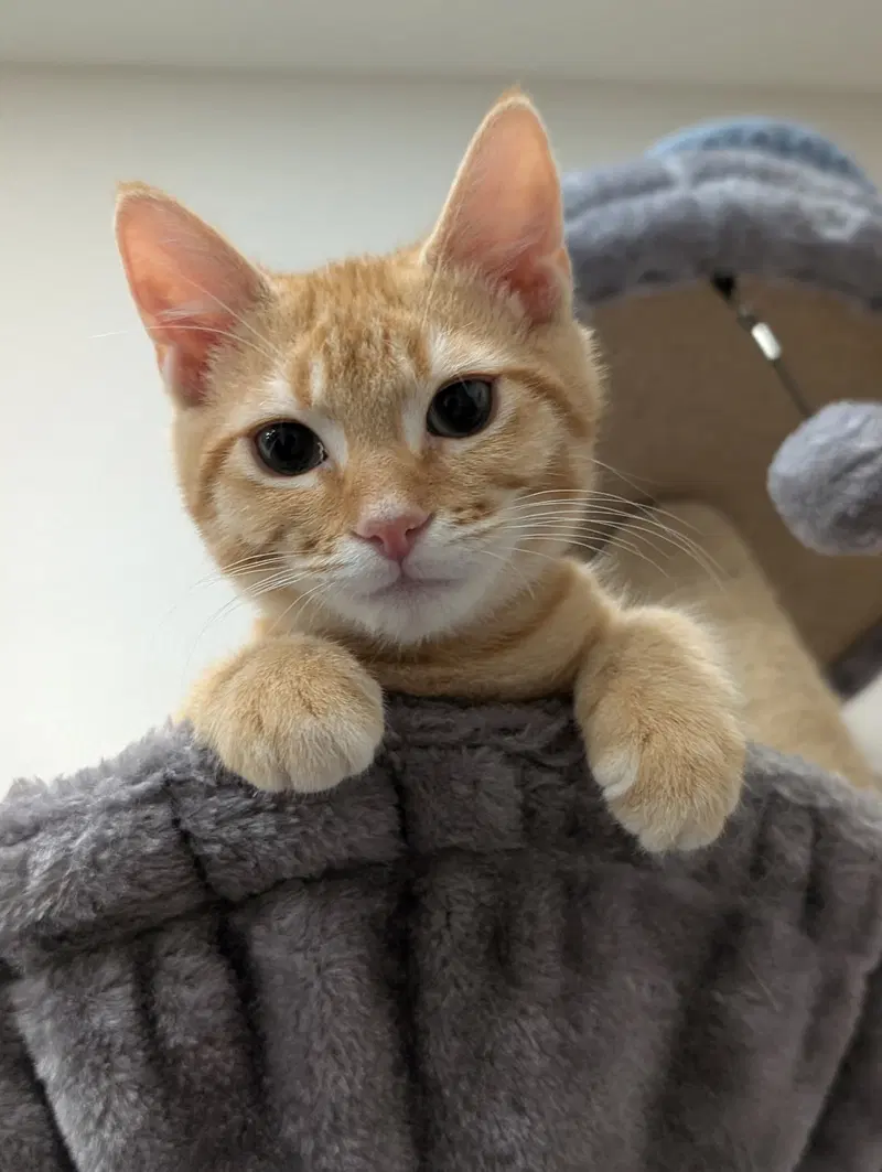 Kitten Shrimp, photo 3