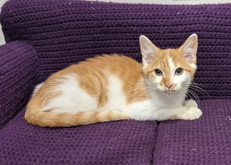 Kitten Chowder, a young male cat up for adoption